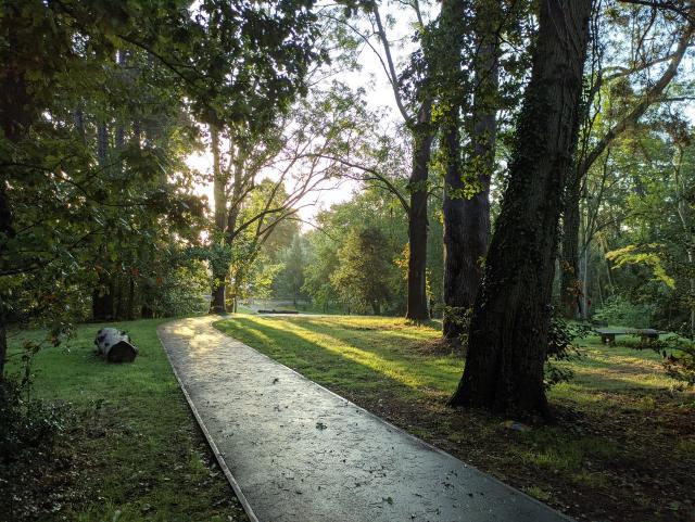 Morning sun shining through trees
