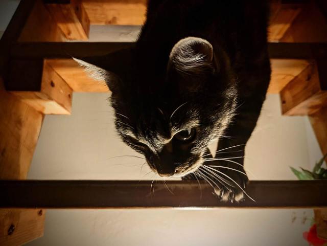 Cat climbing down steep staircase