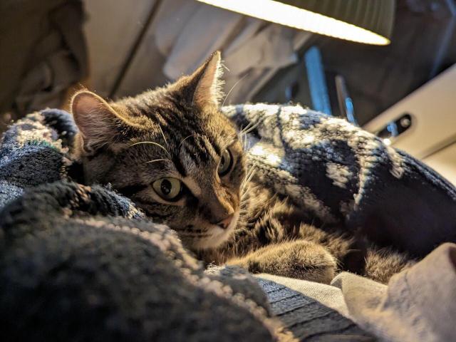 Cat under cozy lighting