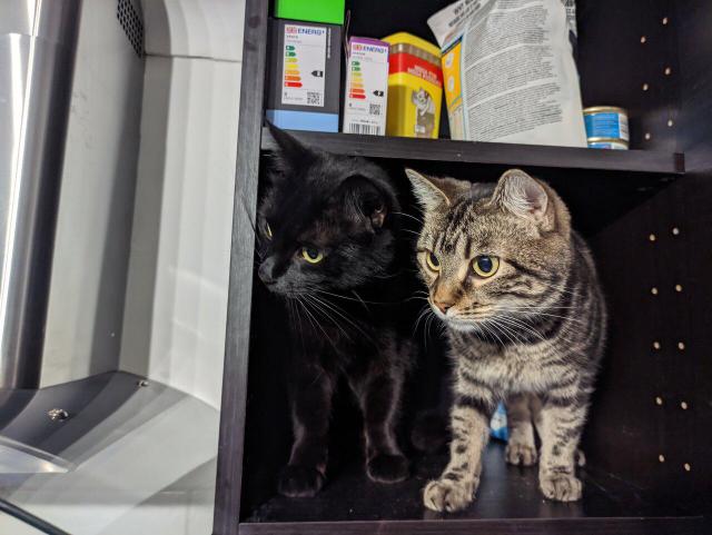 Two cats in a cupboard